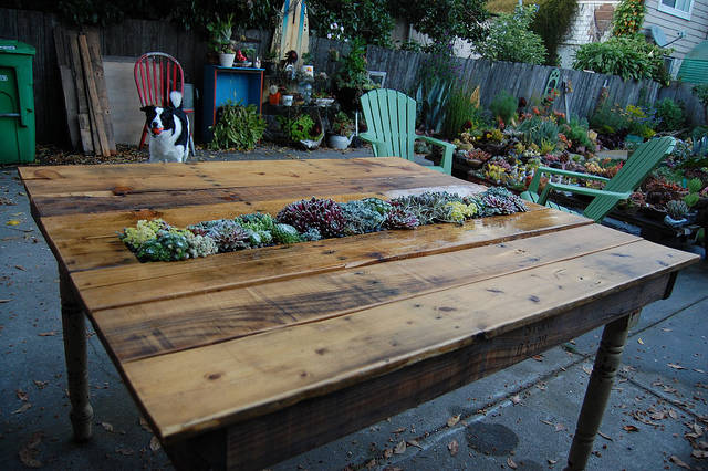 Succulent Table