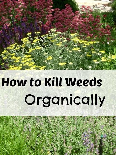 Kill Weeds
