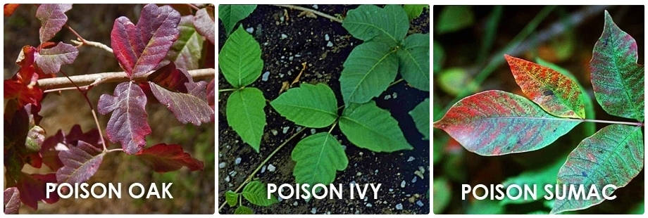 How to treat and avoid poison ivy, poison oak and poison sumac