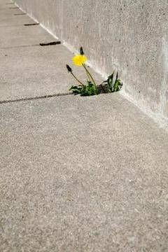 Use Vinegar and Salt As a Weed Killer