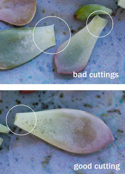 Propagate Succulents from Leaves
