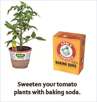 Use Baking Soda to Get Sweet Tomatoes