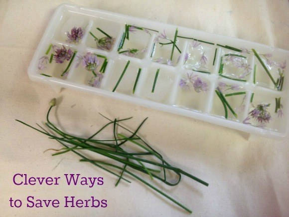 Preserve herbs by freezing them into ice cubes