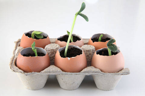 Make eggshell seedling pots to sprout your garden for less