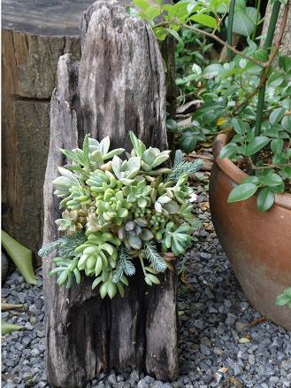Driftwood and Succulents