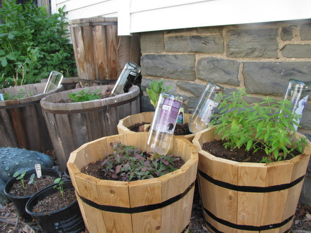 Use Wine Bottles as Plant Watering Globes