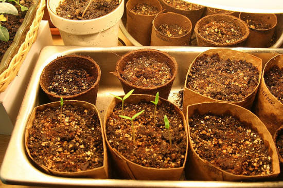 Starting a Garden with Seedlings in Toilet Paper Rolls