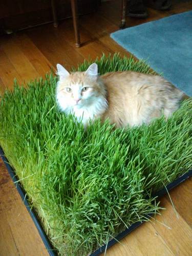Make a Bed of Cat Grass