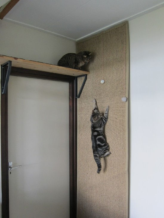 Climbing Wall for Cats