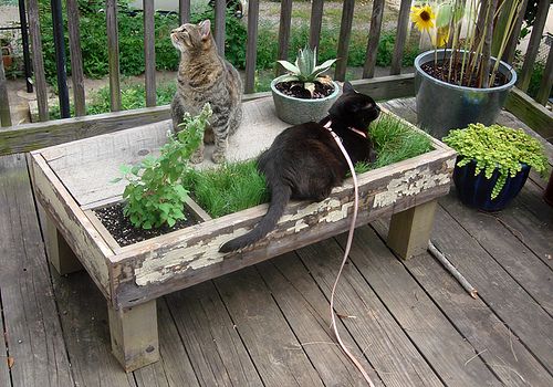 Catnip Cat Table