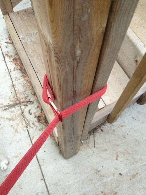 Easily leash your dog with a carabiner