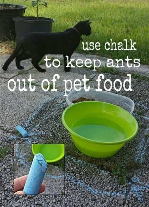 Use chalk to keep ants out of pet food