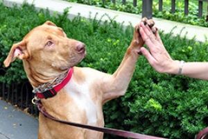 Paw Care Tips For Dogs