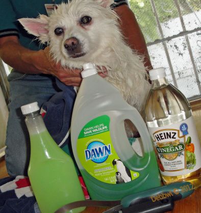 Make Your Own Natural Dog Shampoo - Flea Removal