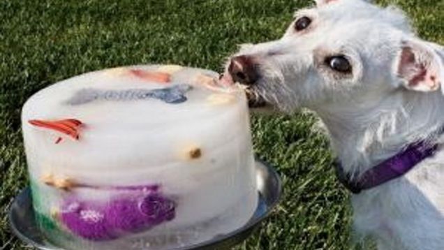 Keep your canine friends cool