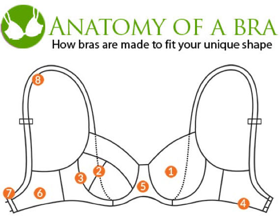 Understanding The Anatomy Of A Bra