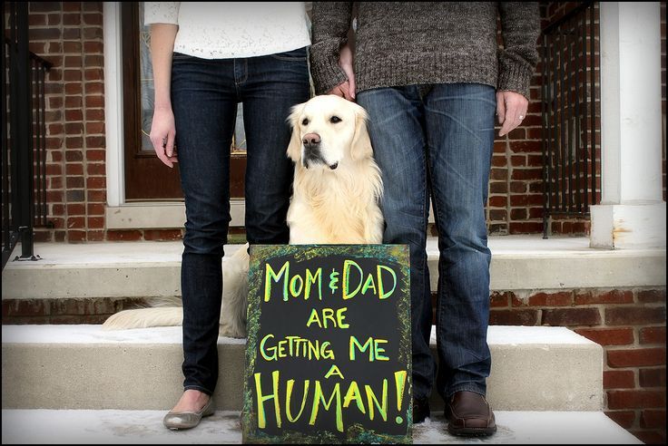 Mom and dad are getting this dog a human!