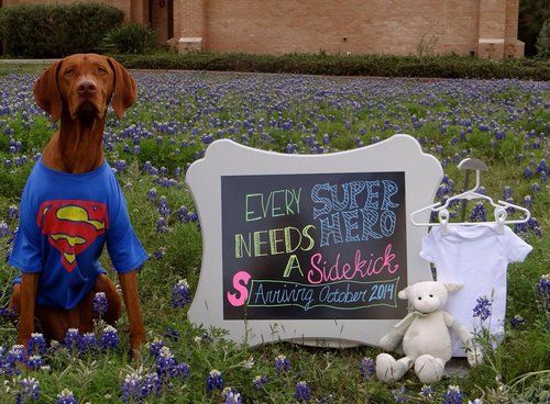 Pregnancy announced by the pets!