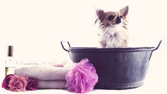 DIY Dog Shampoo
