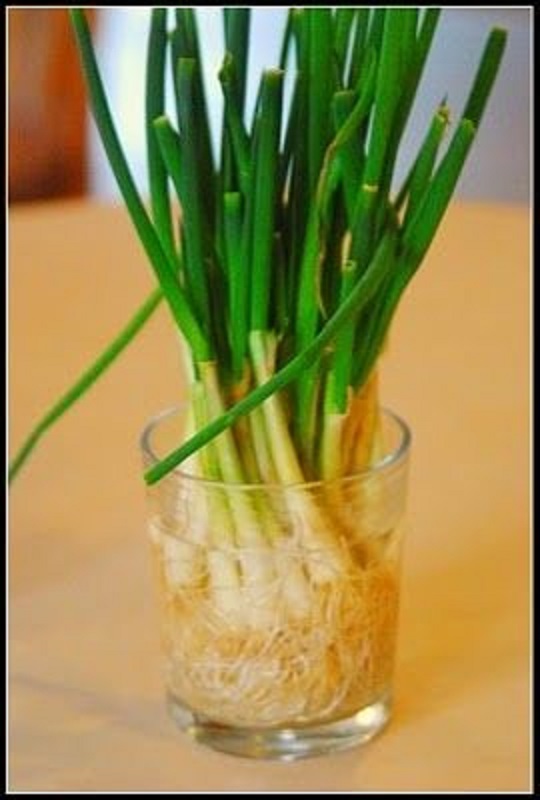 Plant your green onion stubs