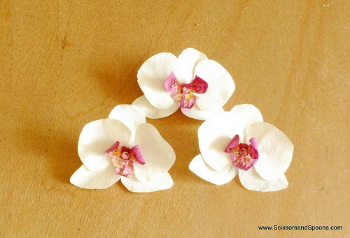 Coffee Filter Orchids