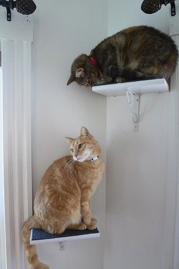 Cat Perches