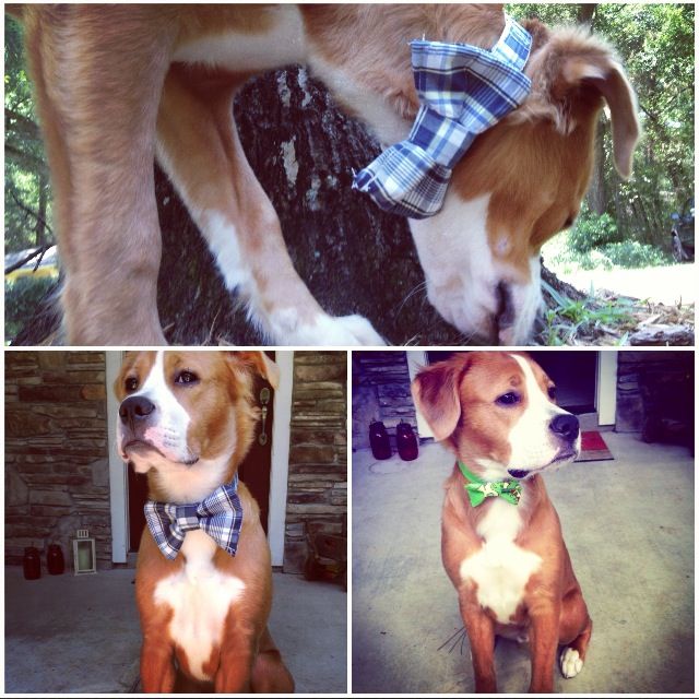 Pet Collar and Bow-tie