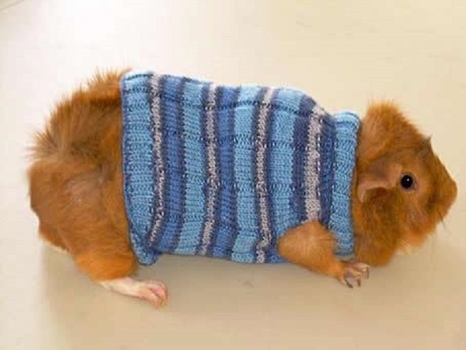 Guinea Pig Sweater