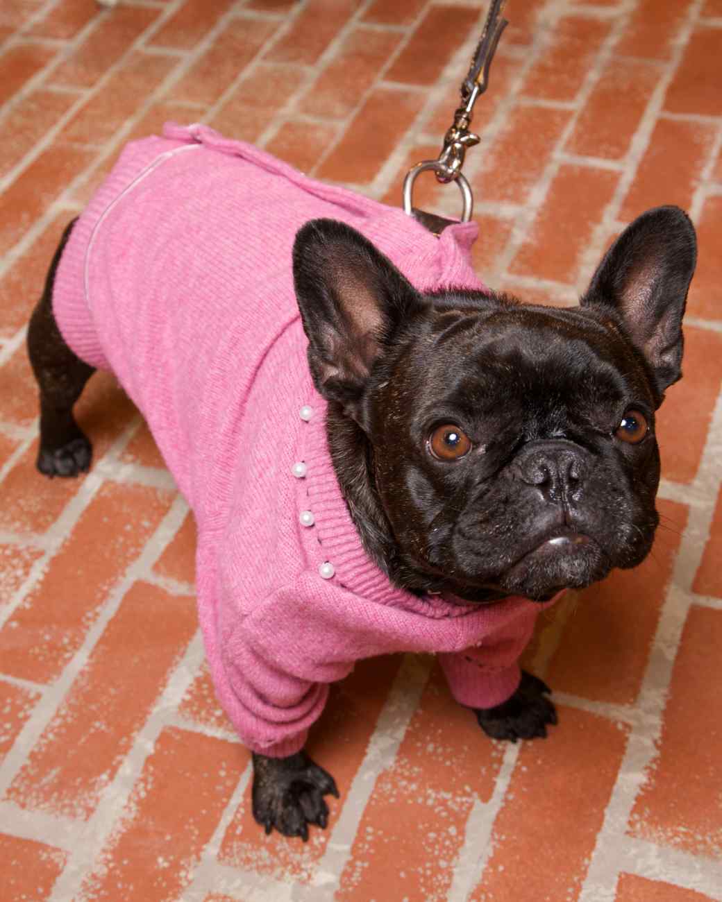 Wool Cardigan Dog Coat