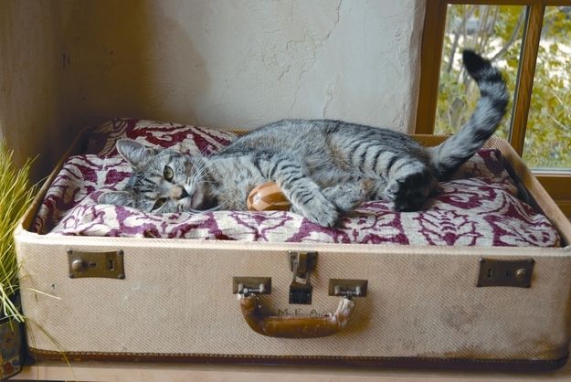 Pet Bed Out of an Old Suitcase