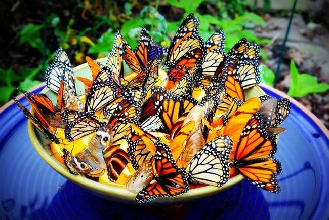 Install a Butterfly Feeder