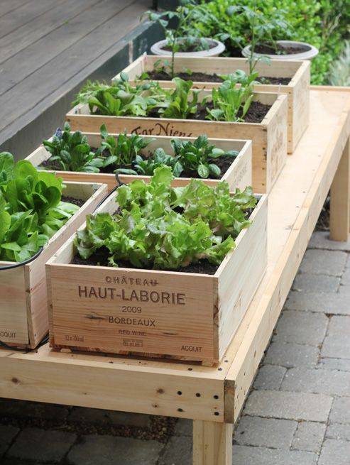 Plant Herbs in Old Wine Boxes