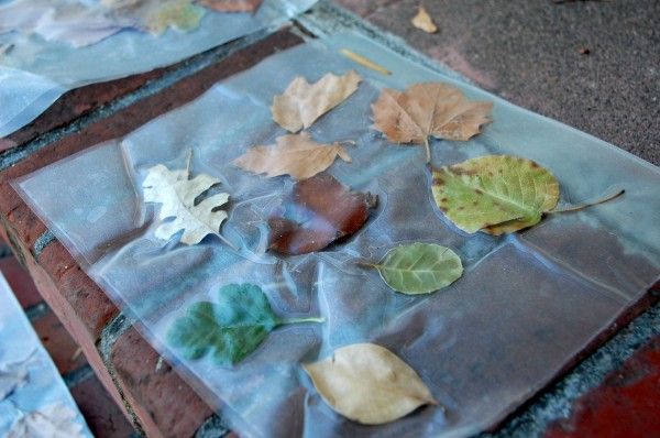 Sticky Leaf Collage