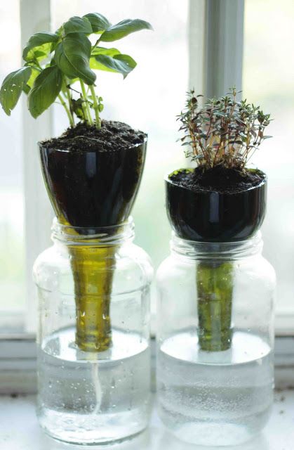 Self-Watering Glass Planters