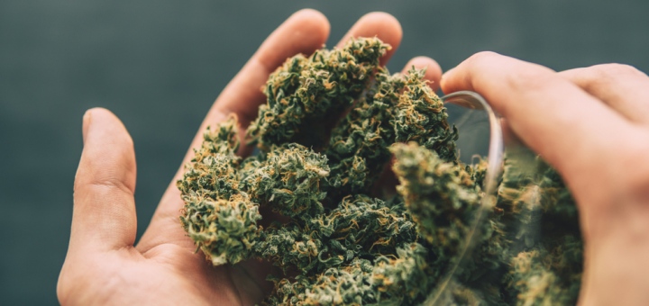Buying Hemp CBD Flower: Meet The OG Kush